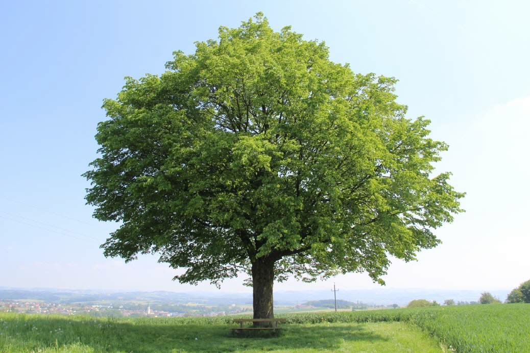 Marbacher Linde